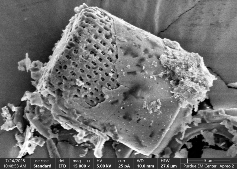 Diatom Analysis